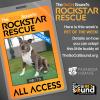 This 10 years young sweet pittie greets adventures with a happy trot - OSITO - our PET OF THE WEEK!